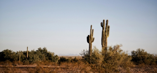 To cacti in the Arizona desert.